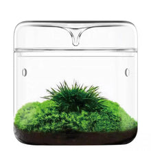 Load image into Gallery viewer, Glass Moss Plant Pots Vase Collection   Eco Bottle Micro Hole Landscape Glass Cover Perforated Moss Greenhouse Cup
